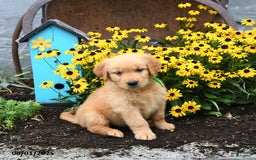 Golden Retriever dogs for sale: Flora - Image 2