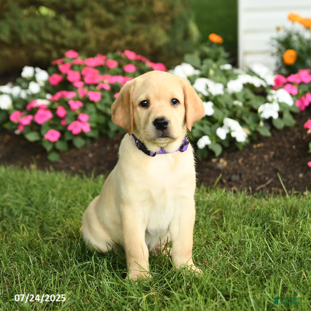 Labrador Retriever dogs for sale: Saige - Image 1