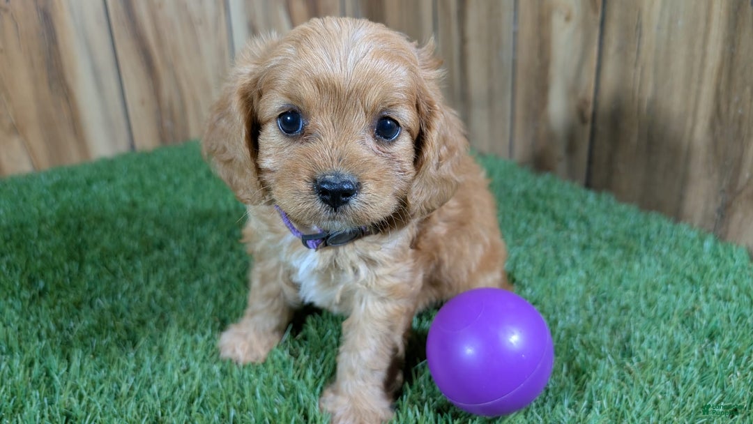 Cavapoo dogs for sale: Fiona Girl 2 - Image 1