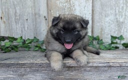 Belgian Tervuren dogs for sale: Smoke - Image 3