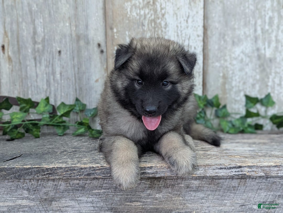 Belgian Tervuren dogs for sale: Smoke - Image 3