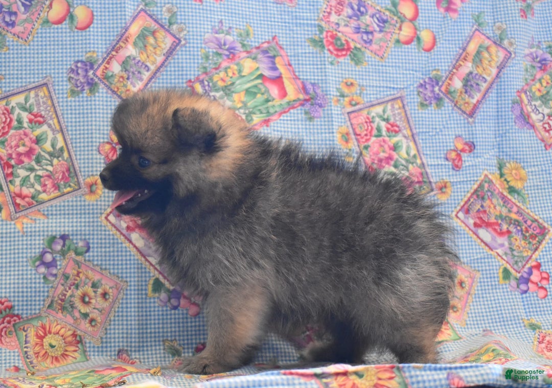 Pomeranian dogs for sale: Kenny - Image 1
