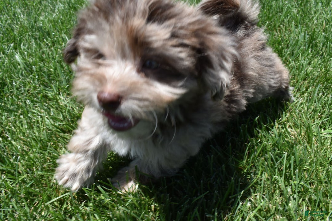 Havapoo dogs for sale: Zodiac - Image 11