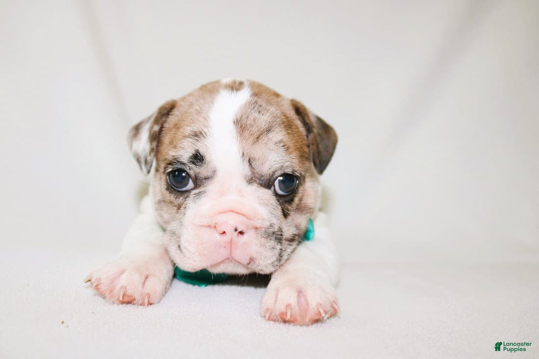 French Bulldog dogs for sale: Zeus Akc - Image 21