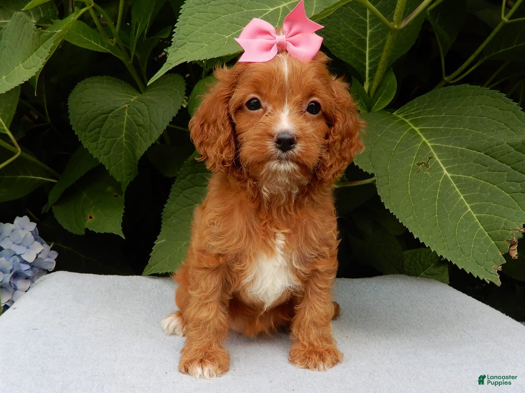Cavapoo dogs for sale: Penny - Image 7