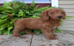 Mini Goldendoodle dogs for sale: Mini -coner - Image 61