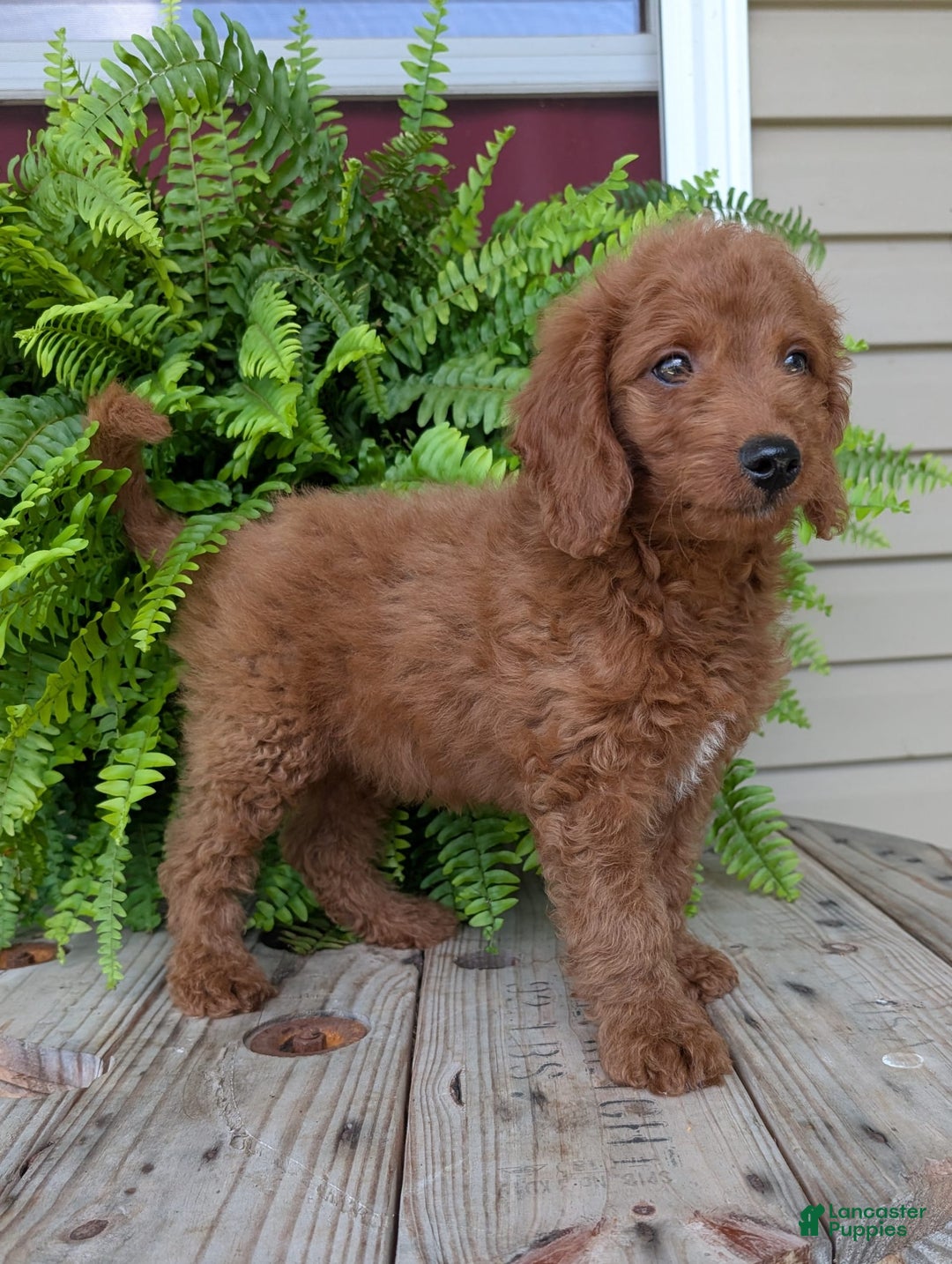 Mini Goldendoodle dogs for sale: Mini -coner - Image 61