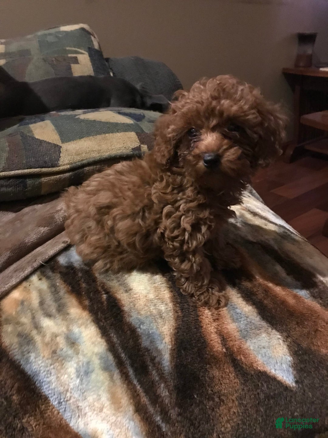 Miniature Poodle dogs for sale: Ruby Red - Image 2