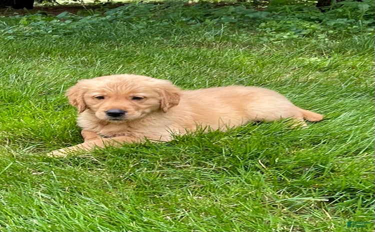 Golden Retriever dogs for sale - Ad 1