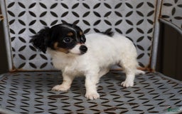 Chihuahua dogs for sale: Nova - Image 8
