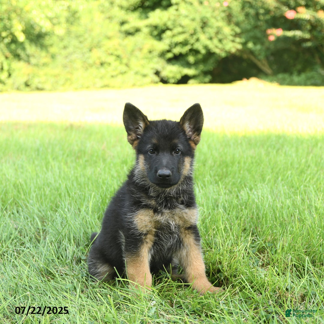 German Shepherd dogs for sale: German Shepherd 8 puppies - Image 24