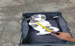 French Bulldog dogs for stud: Blotch - Image 3