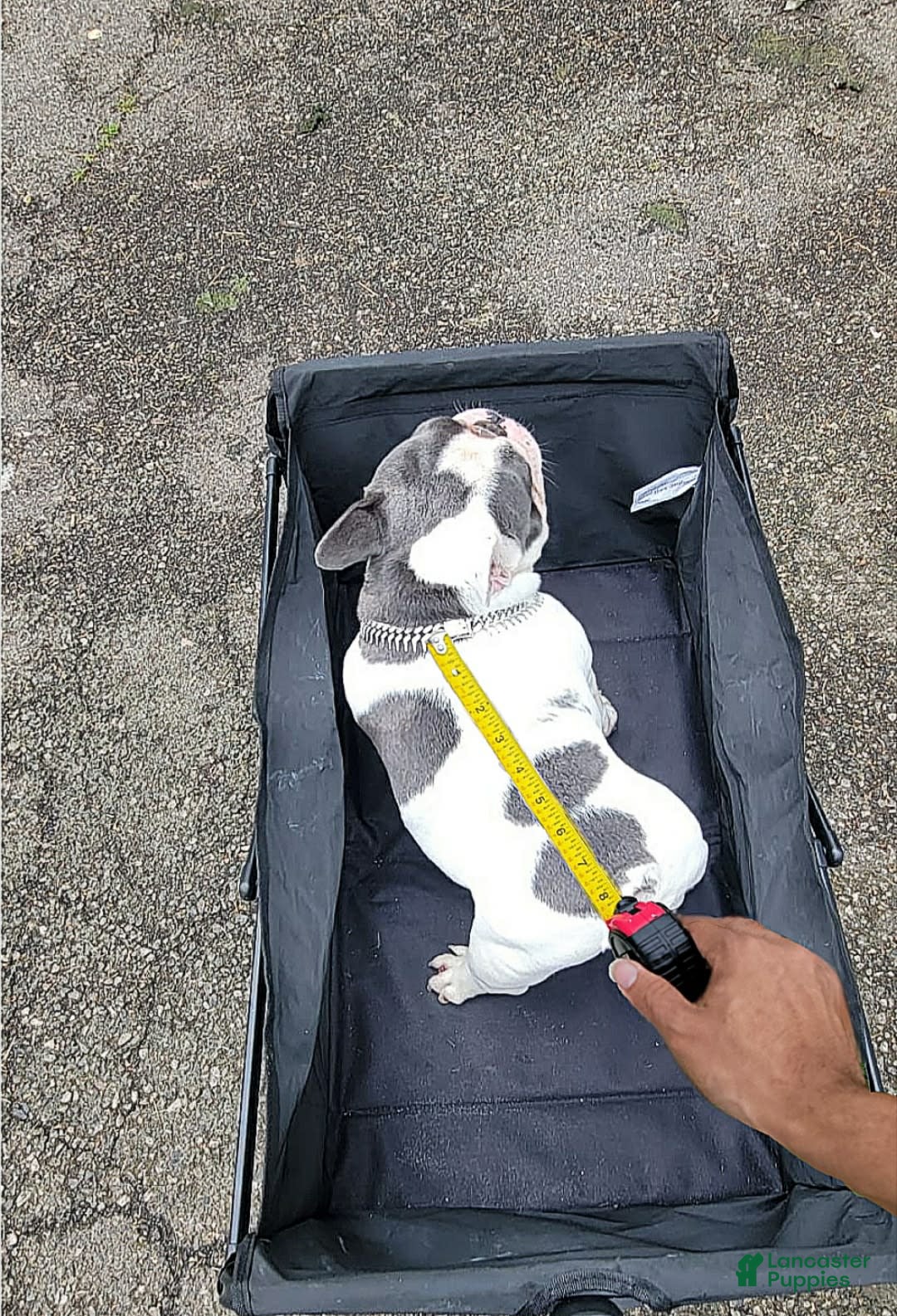French Bulldog dogs for stud: Blotch - Image 3