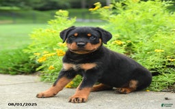 Rottweiler dogs for sale: Violet - Image 4