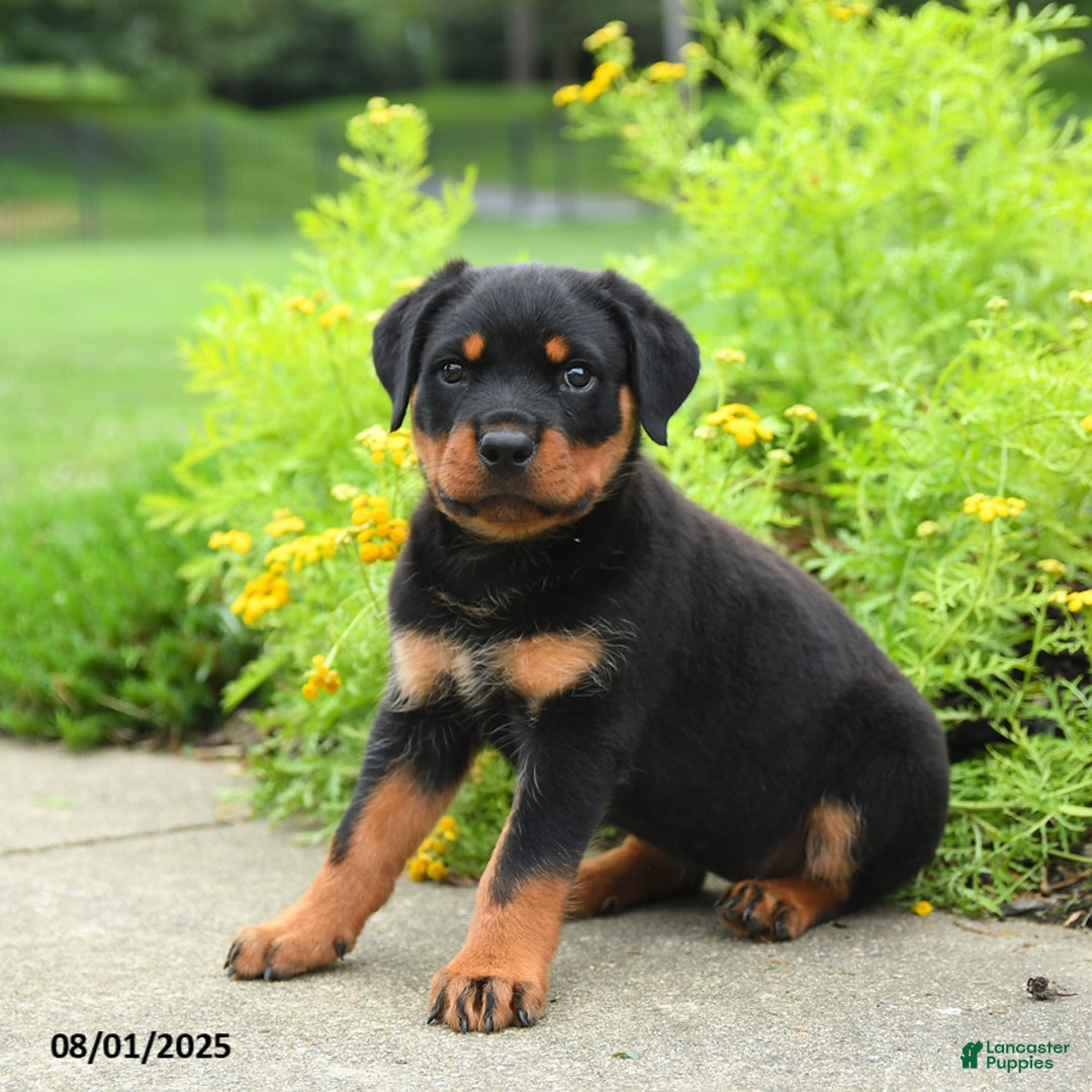Rottweiler dogs for sale: Violet - Image 4