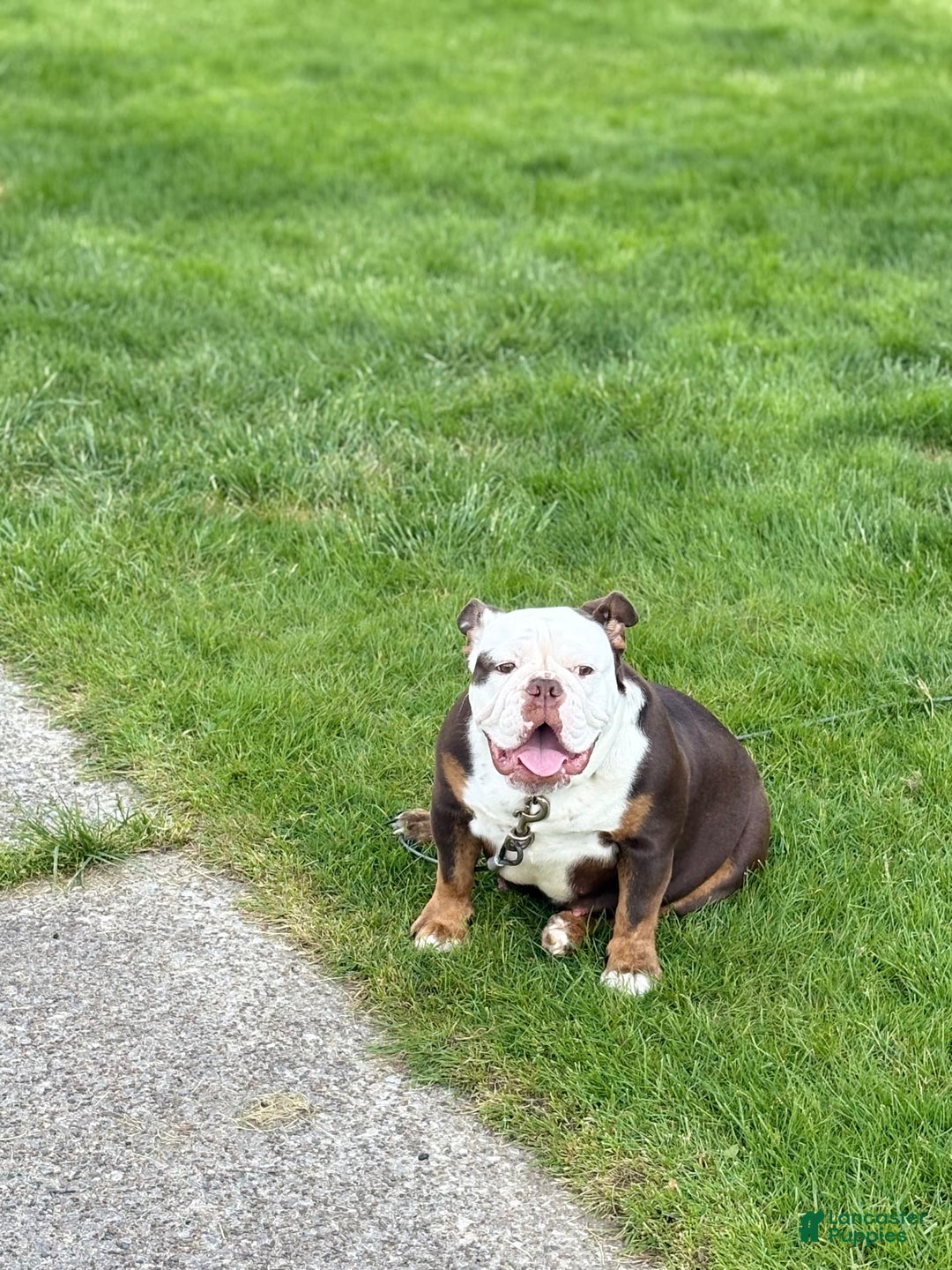 English Bulldog dogs for sale: Skyler - Image 3
