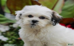 Teddy Bear dogs for sale: Pansie - Image 1