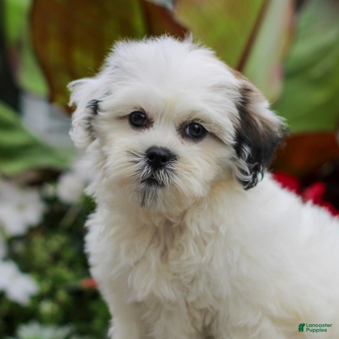 Teddy Bear dogs for sale: Pansie - Image 1