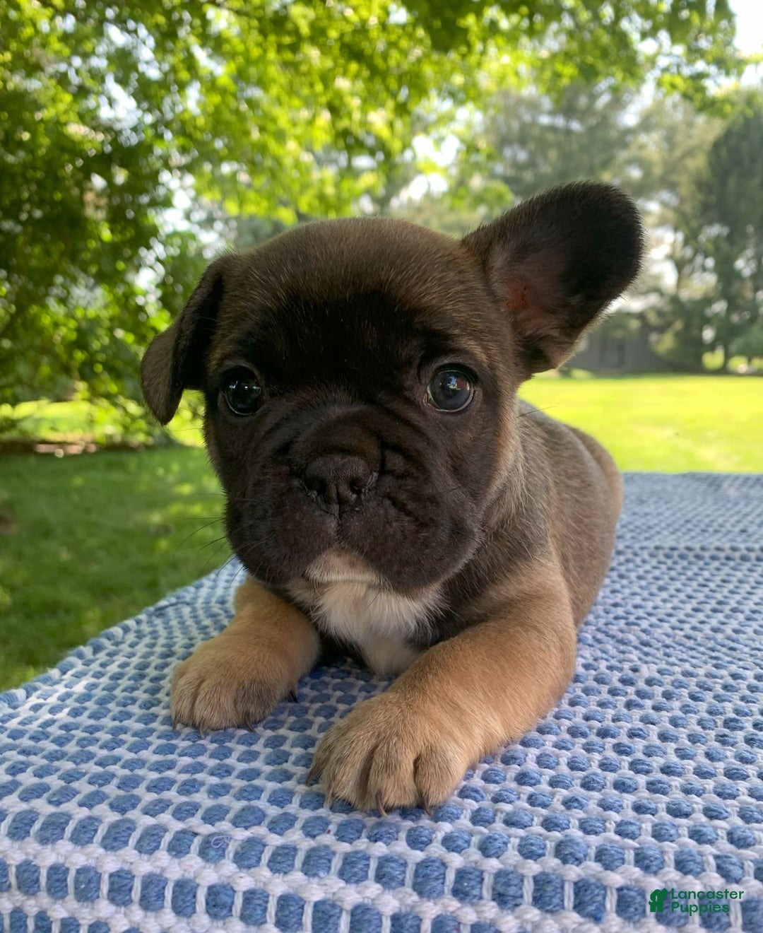French Bulldog dogs for sale: Gigi - Image 7