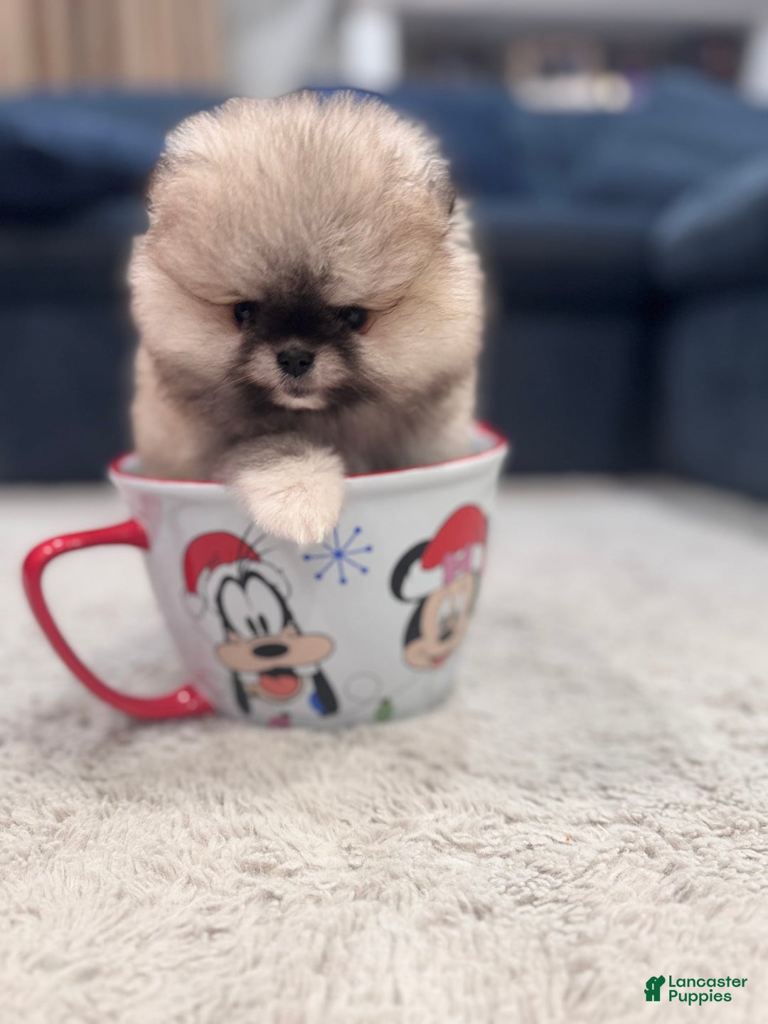 Pomeranian dogs for sale: Mila - Image 5