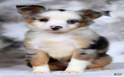  dogs for sale: Maverick - Image 7