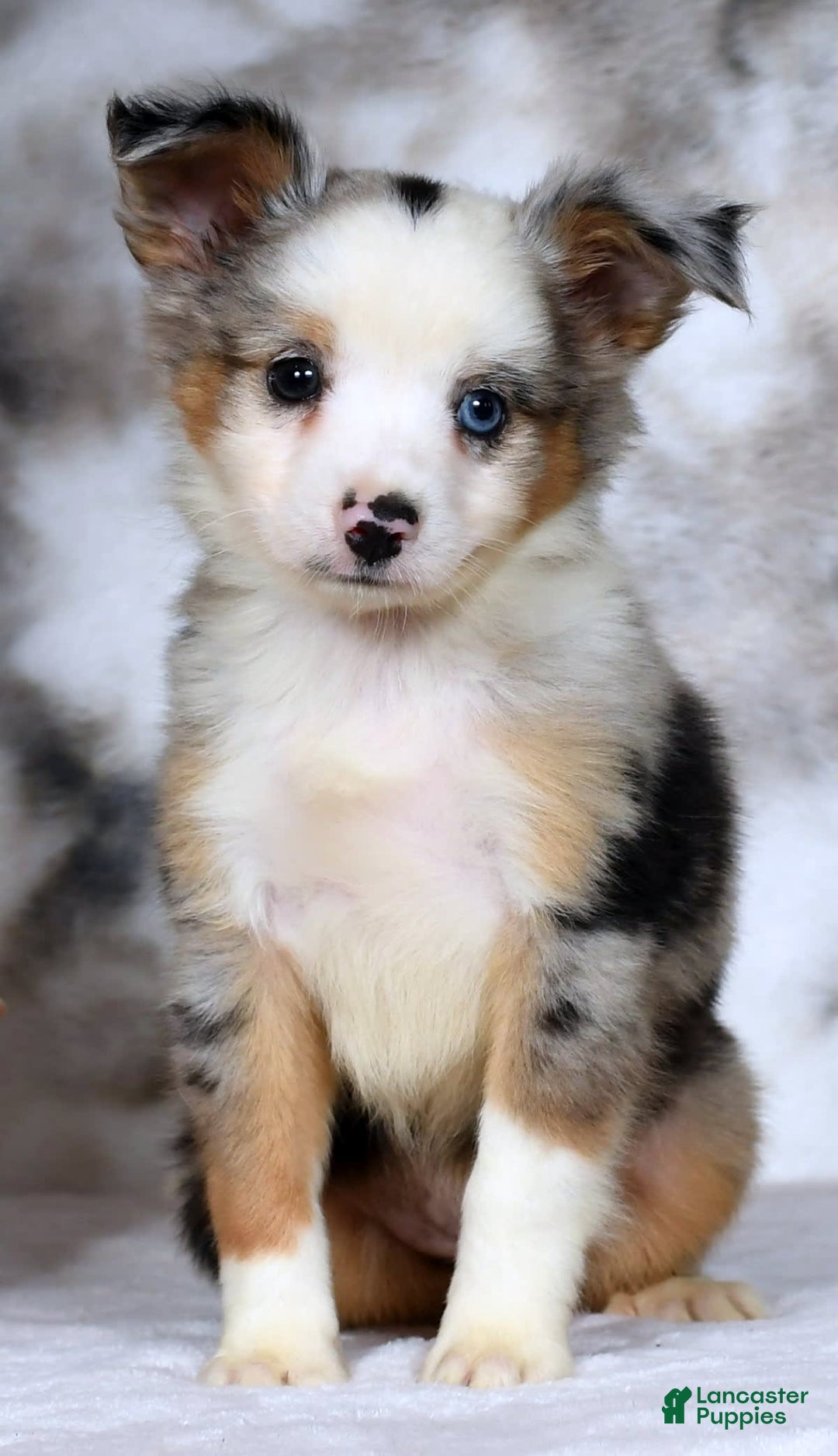  dogs for sale: Maverick - Image 7