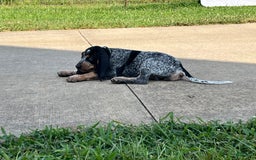 Coonhound dogs for sale: Tina - Image 1