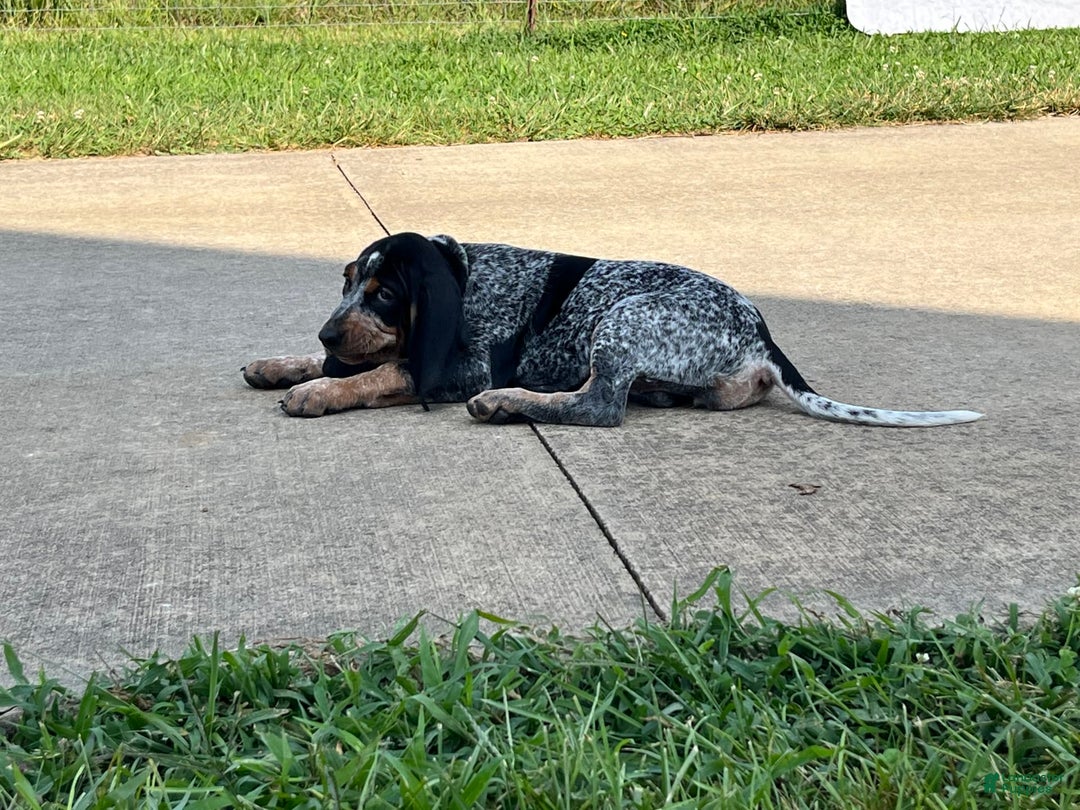 Coonhound dogs for sale: Tina - Image 1