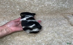 Miniature Schnauzer dogs for sale: Chipp - Image 7