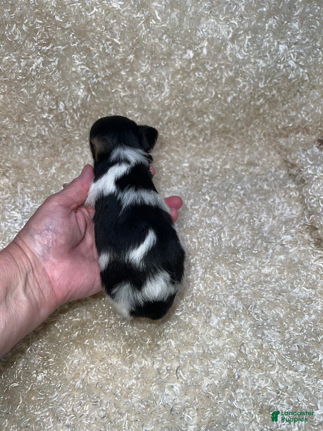 Miniature Schnauzer dogs for sale: Chipp - Image 7