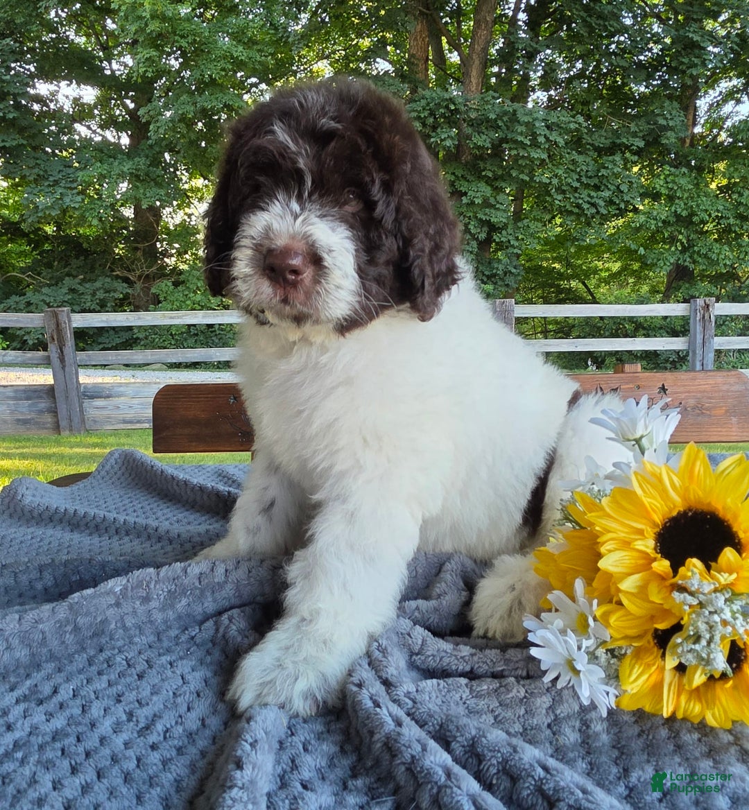 Newfypoo dogs for sale: Bernie - Image 2