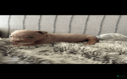 American Bully dogs for sale: Simba - Image 11