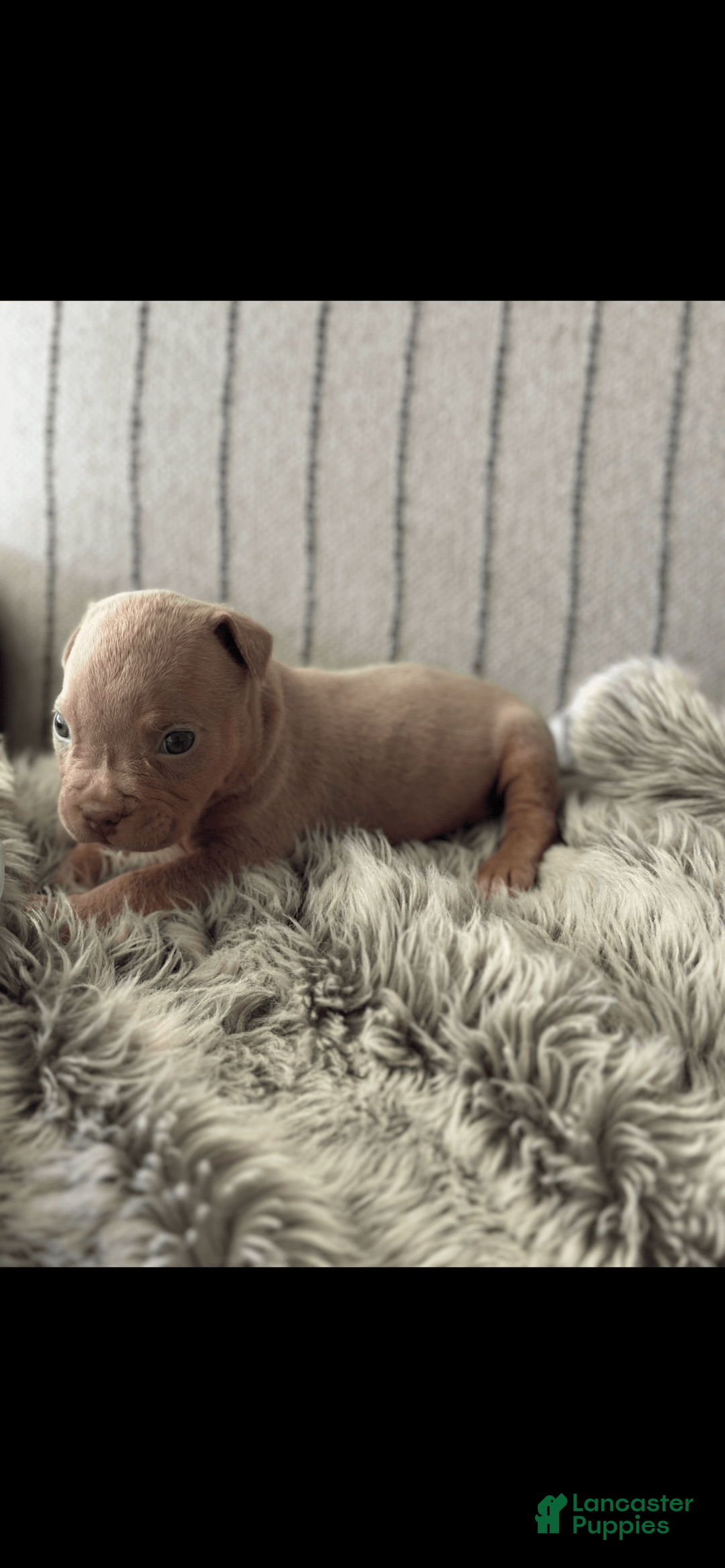 American Bully dogs for sale: Simba - Image 11