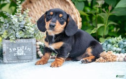 Miniature Dachshund dogs for sale: Onyx - Image 3