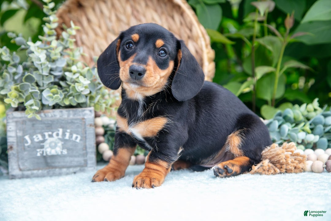 Miniature Dachshund dogs for sale: Onyx - Image 3
