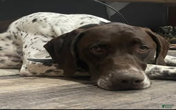 German Shorthaired Pointer dogs for sale: Bow - Image 6