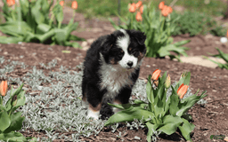 Miniature Australian Shepherd dogs for sale: Eisenhower - Image 9
