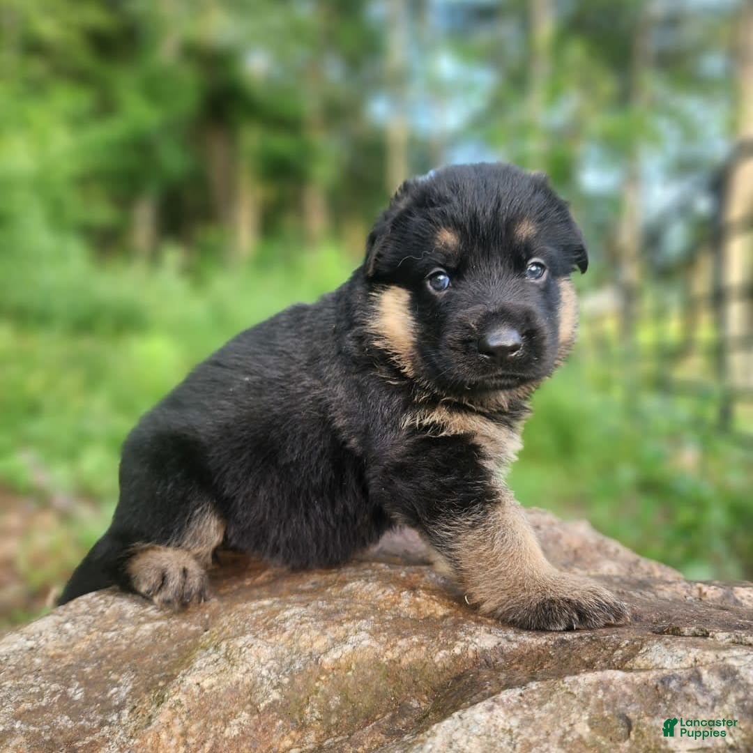 German Shepherd dogs for sale: Kira - Image 10