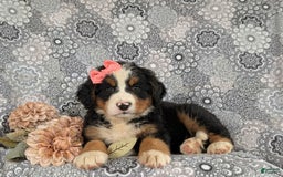 Bernese Mountain Dog dogs for sale: Emma - Image 3