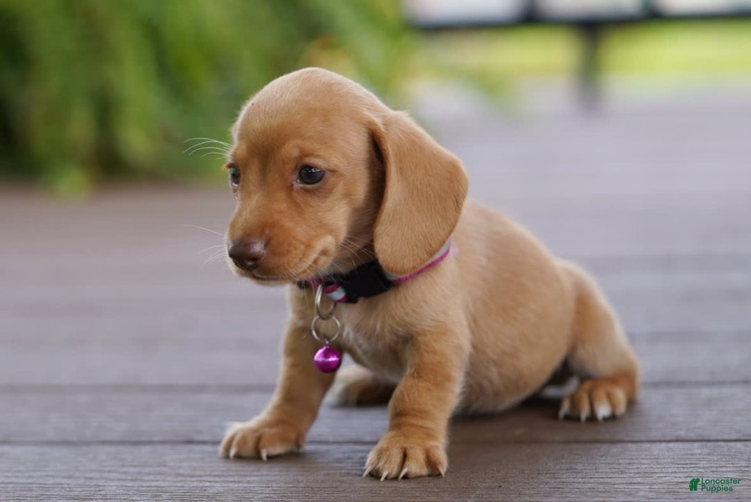 Miniature Dachshund dogs for sale: Miniature Dachshund 3 puppies - Image 16
