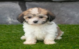 Havanese dogs for sale: Cheyenne - Image 6