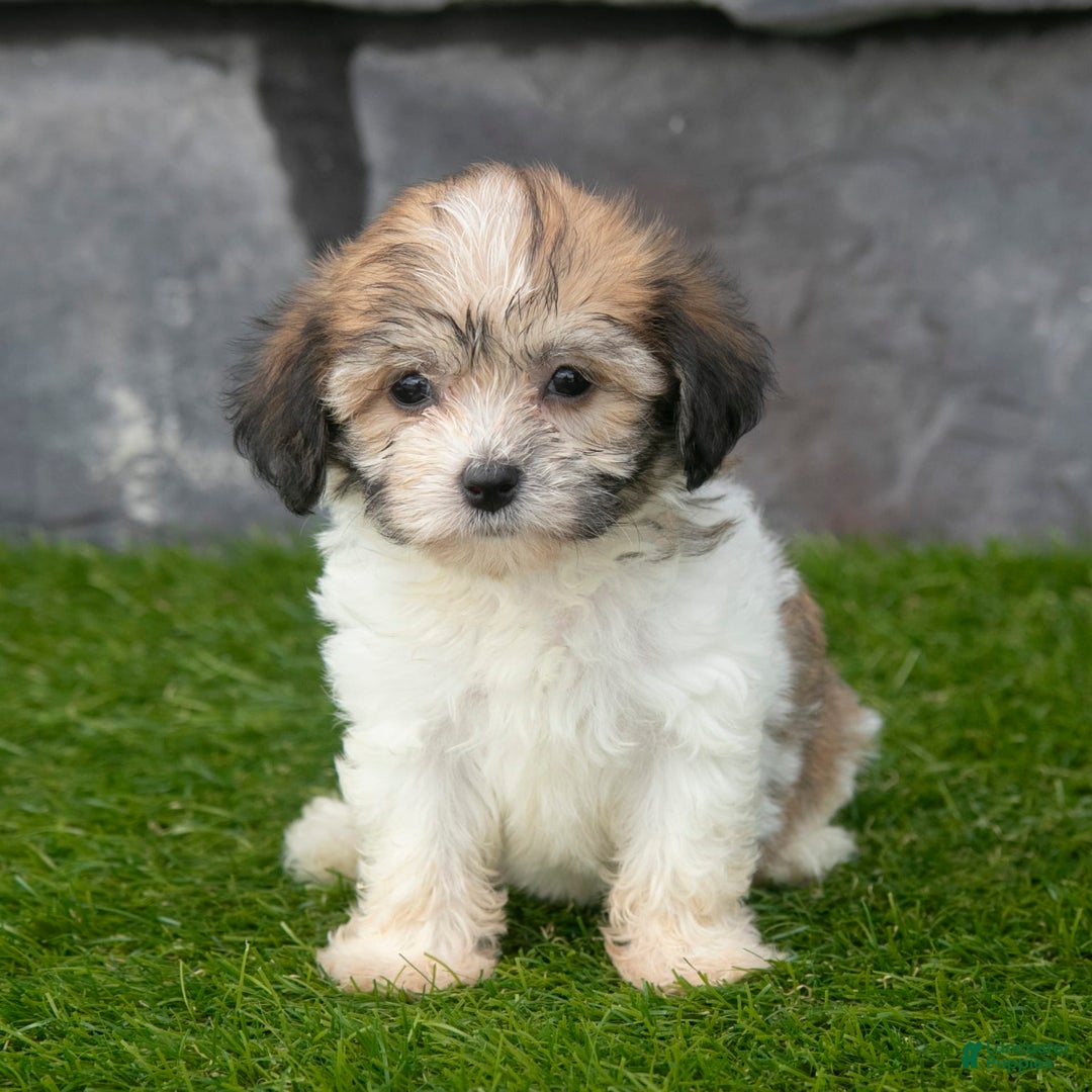 Havanese dogs for sale: Cheyenne - Image 6