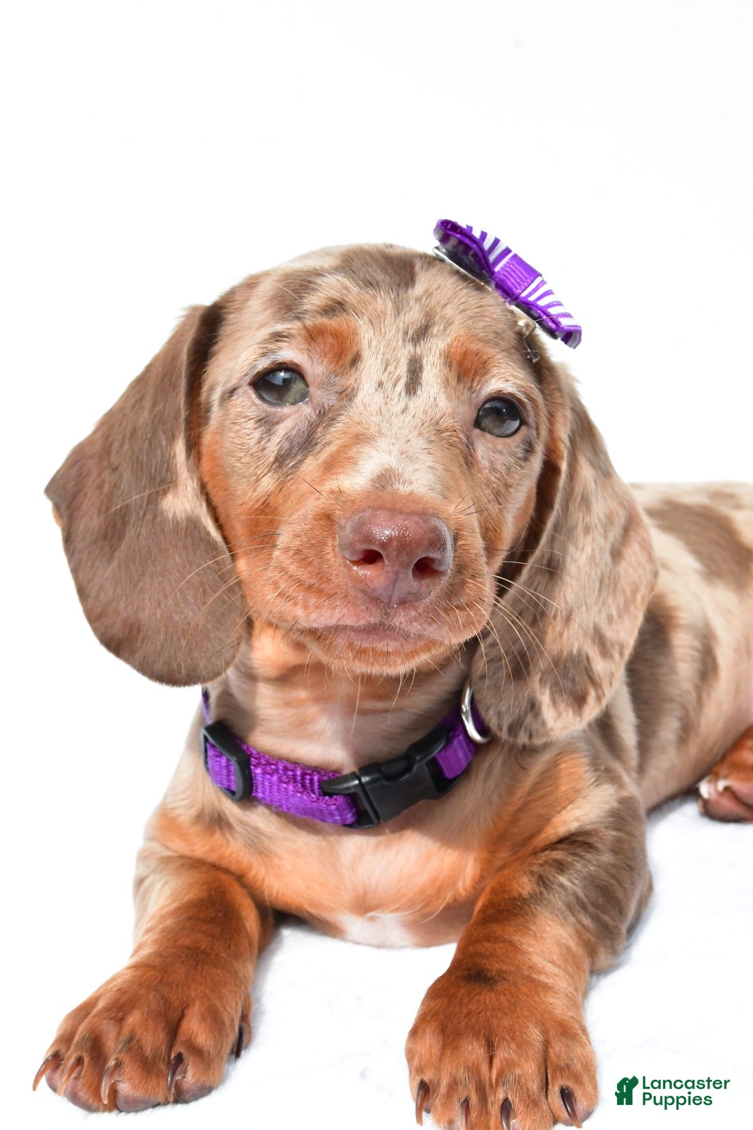 Miniature Dachshund dogs for sale: Grace - Image 8