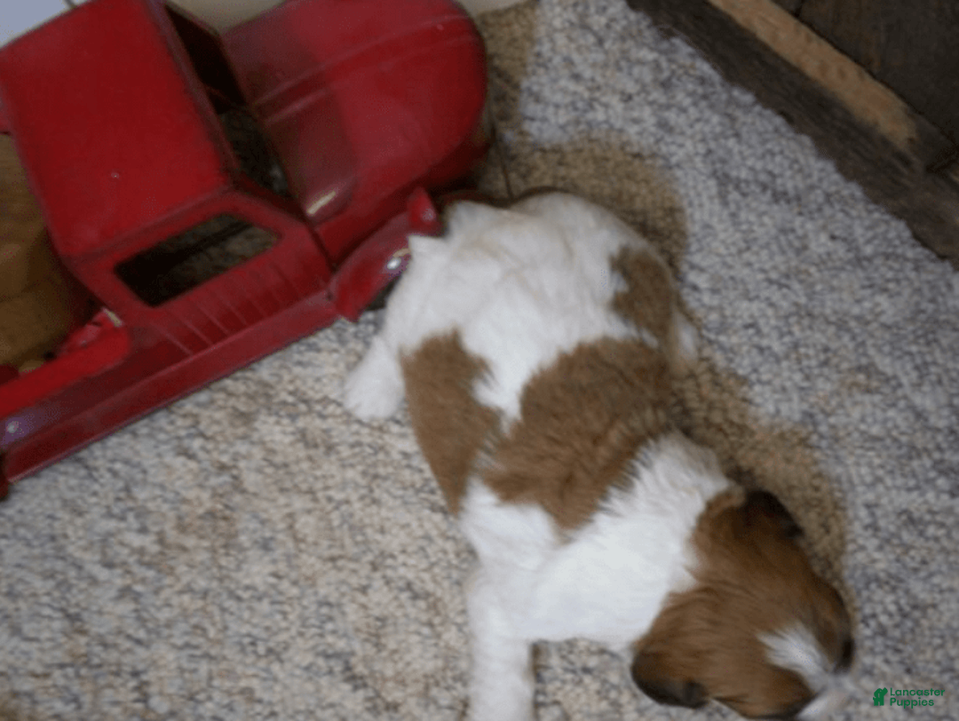 Cavachon dogs for sale: Boots - Image 5