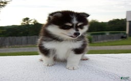 Pomsky dogs for sale: Lexi - Image 4