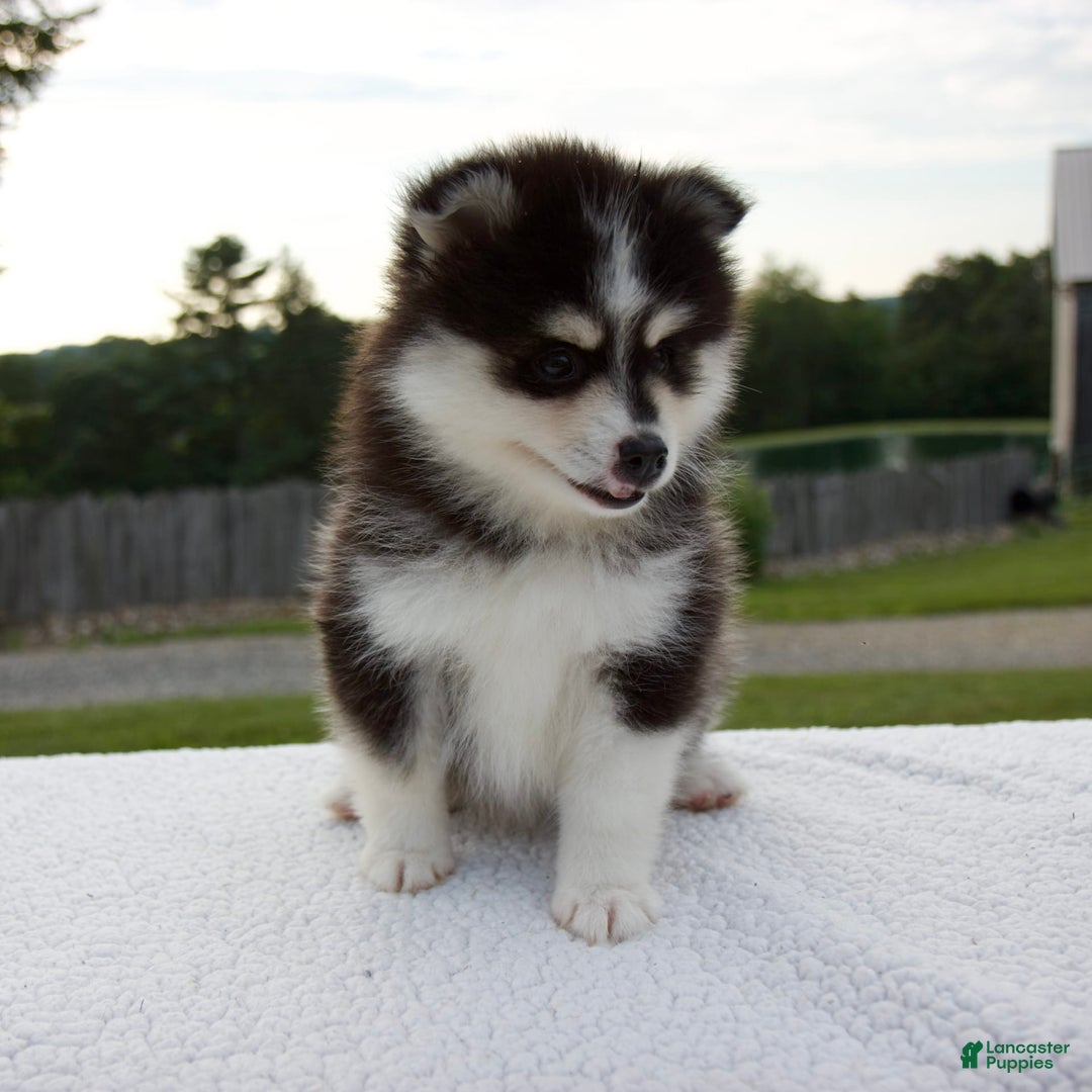 Pomsky dogs for sale: Lexi - Image 4