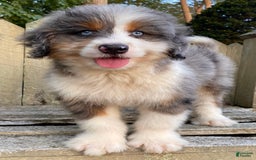 Mini Bernedoodle dogs for sale: 🤎 In Boston Massachusetts 🤎 Two Blue Eyes 🤎 Mini Bernedoodle 🤎 - Image 11