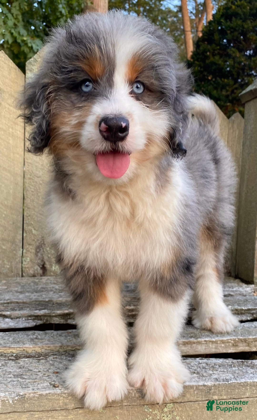 Mini Bernedoodle dogs for sale: 🤎 In Boston Massachusetts 🤎 Two Blue Eyes 🤎 Mini Bernedoodle 🤎 - Image 11