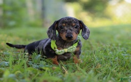 Miniature Dachshund dogs for sale: Jackson - Image 1