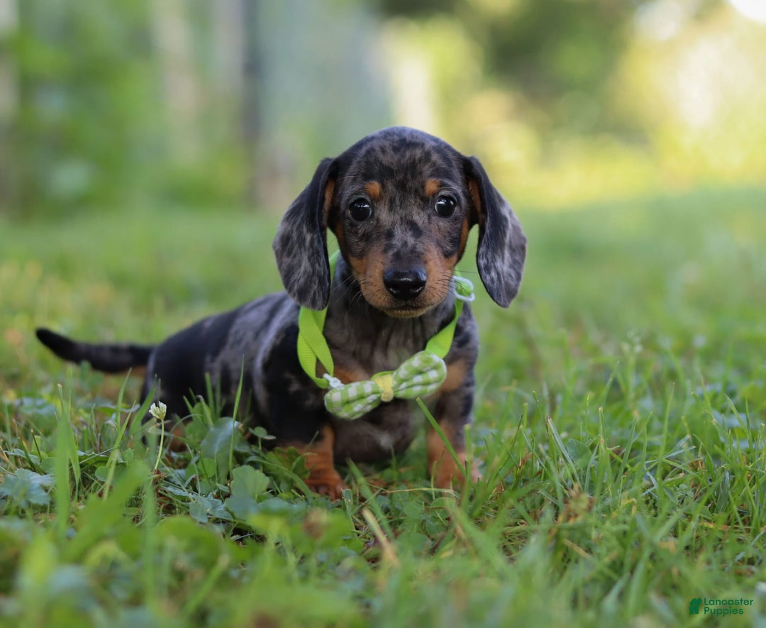 Miniature Dachshund dogs for sale: Jackson - Image 1